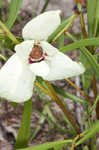 Slimleaf pawpaw